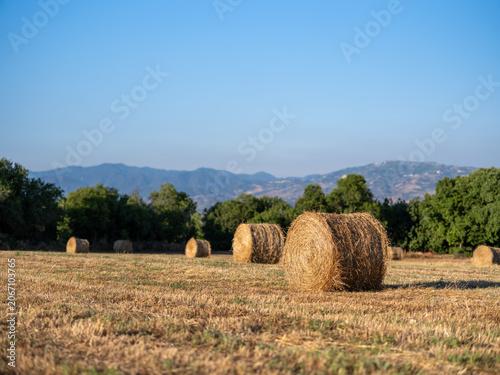 Round hay bales in harvested field with Troodos mountains in background, rural Cyprus