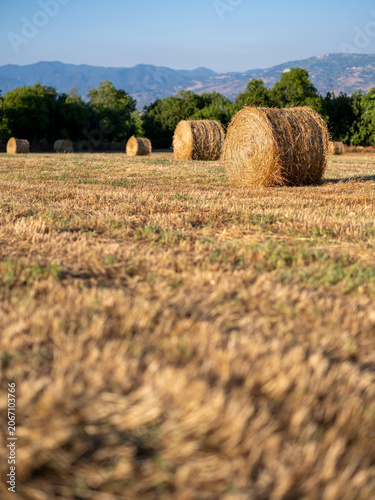 Round hay bales in harvested field with Troodos mountains in background, rural Cyprus