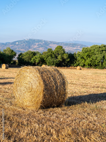 Round hay bales in harvested field with Troodos mountains in background, rural Cyprus