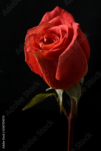 red rose on dark black background