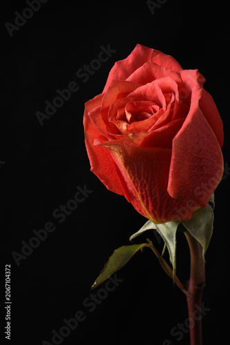 red rose on dark black background