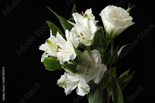 white peony with black background