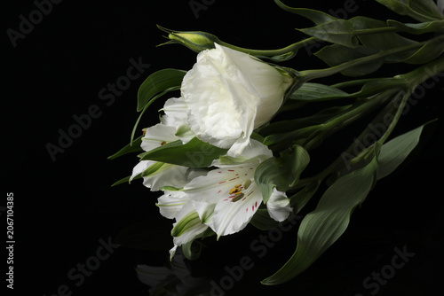 white peony with black background