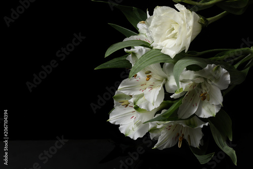 white peony with black background