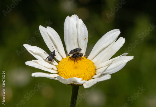 Flower weevils (Odontocorynus sp.), a type of beetle, mating and feeding on a blooming daisy in the early summer in Ohio. 