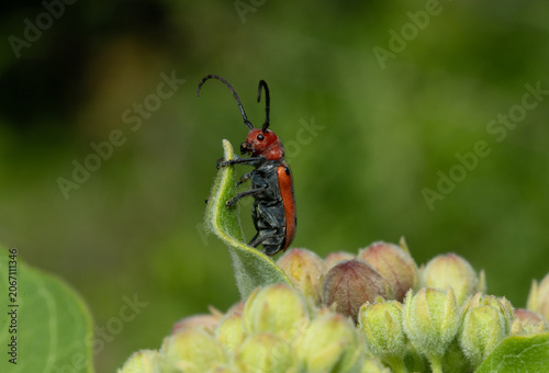 Red milkweed beetle (Tetraopes tetrophthalmus) climbing over the buds of a common milkweed (Asclepias syriaca). This beetle is a specialist able to feed on the flowers and leaves of the milkweed. 