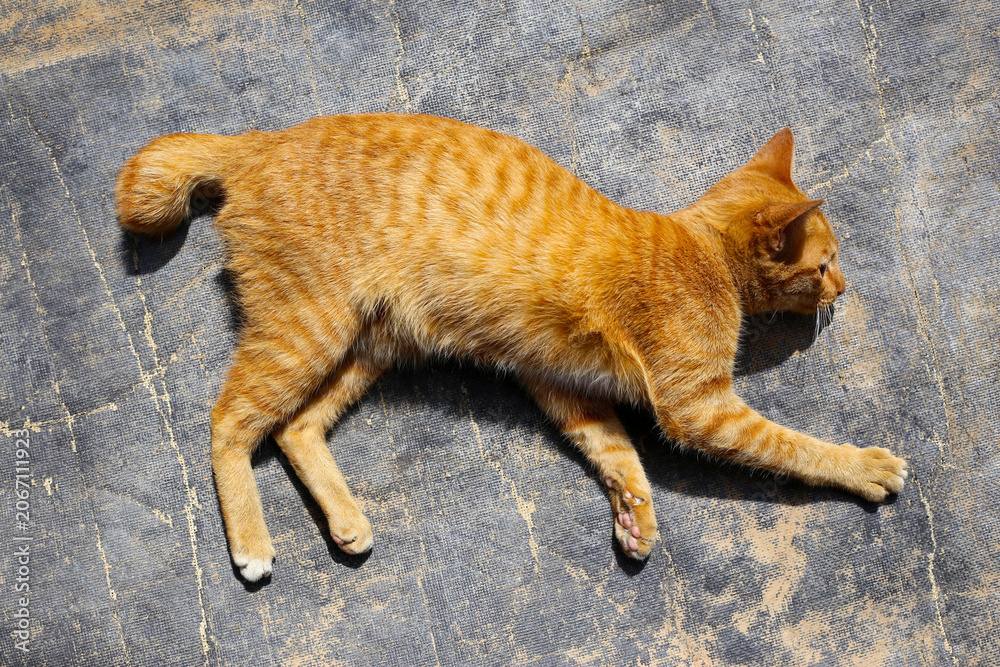 Fototapeta premium A bright orange cat basking in the sunlight.