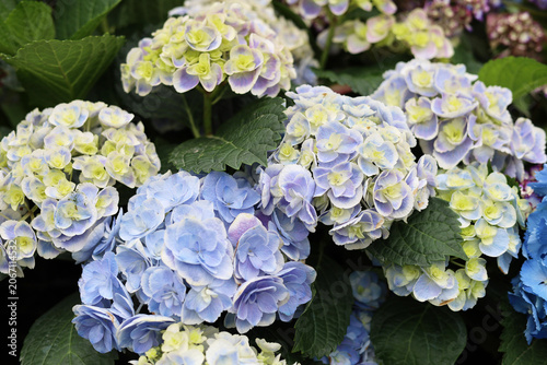 Konstfotografi Hydrangea flower blooming beautifully amidst fresh green leaves.