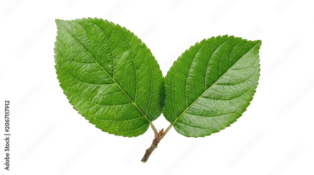 Fototapeta premium Two vibrant green leaves on a small brown stem against a white background
