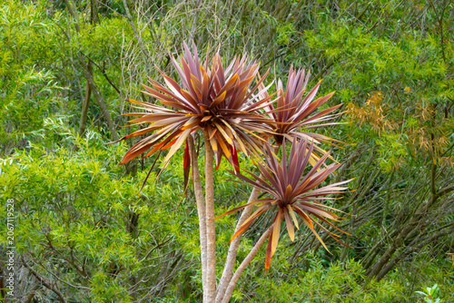 Photograph of a vibrant and healthy Cordyline plant growing in a domestic garden in the Blue Mountains in New South Wales, Australia