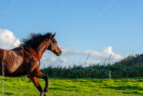 Tableau sur toile Brown Horse Galloping on Green Grass Pasture