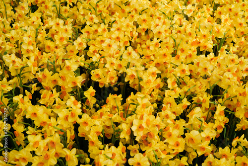 Bright Yellow Daffodils Blooming in Spring Garden, Vibrant Floral Background