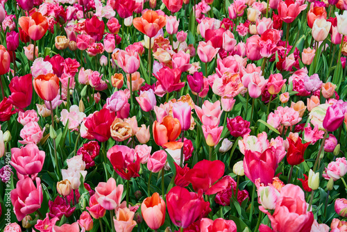 Colorful Mixed Tulip Field in Full Bloom, Vibrant Spring Garden Floral Background