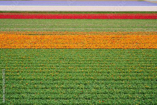 Colorful Stripes of Tulip Fields in Bloom, Scenic Spring Flower Landscape Panorama