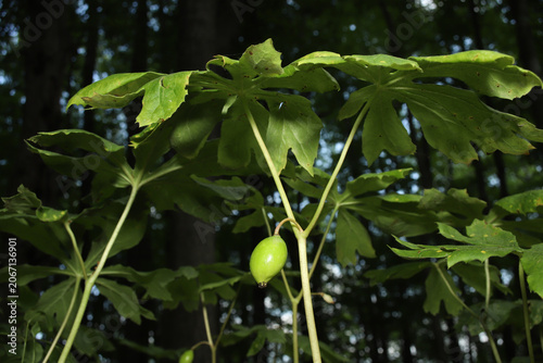 Unripe fruit of the Mayapple (Podophyllum peltatum) plant in early summer.  Until it ripens, the fruit is poisonous like the other parts of the plant.  