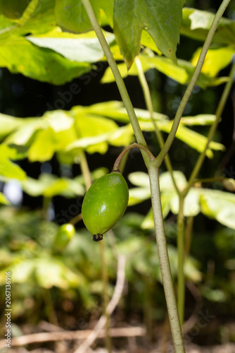 Mayapple (Podophyllum peltatum) with round green fruit in the early summer.  Photographed as sunlight shining through the forest canopy illuminates the umbrella-like leaves. The fruit are toxic. 