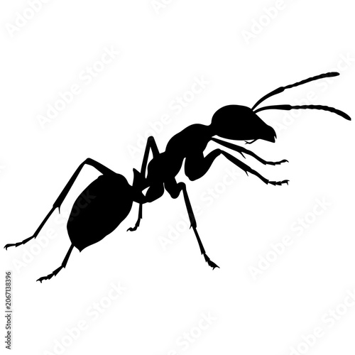 Bild auf Leinwand Black silhouette of an ant crawling diagonally