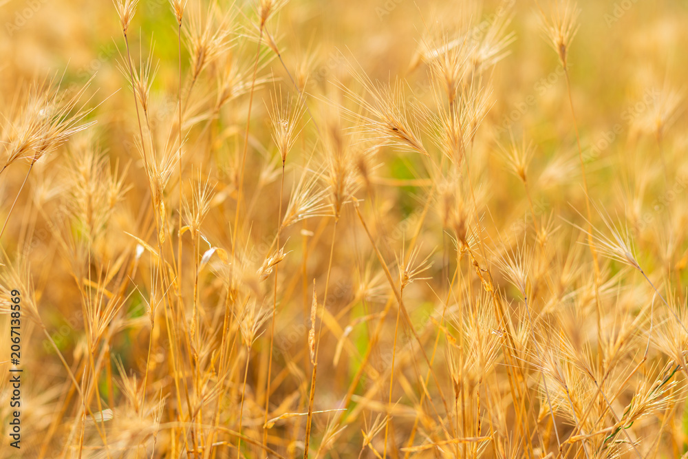 Fototapeta premium Close-up of golden wheat stalks with awns in sunlit dry field, warm tones and blurred background.