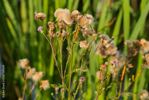 Canvas-taulu Dried fluffy thistle seed heads on stalks with purple remnants in meadow with reeds