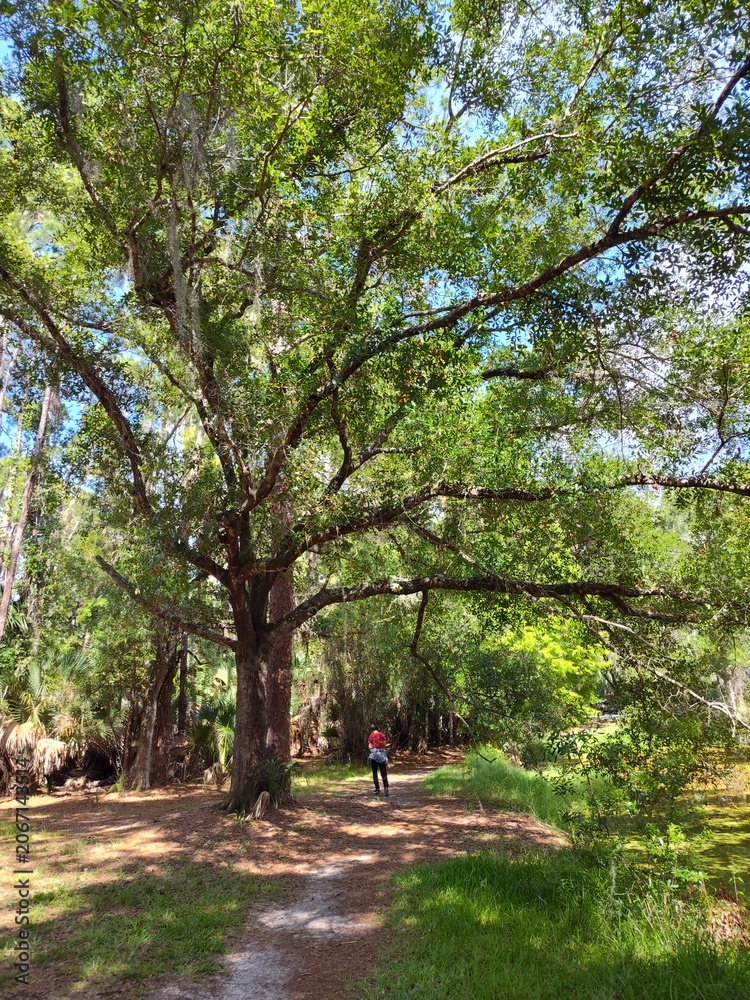 Fototapeta premium John Chesnut Sr park close to Lake Tarpon. Lake Tarpon is the largest freshwater lake in the Tampa Bay area, covering over 2,500 acres. Located in Pinellas County near Tarpon Springs and Palm Harbor