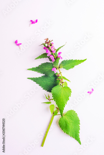 Purple dead nettle wildflower, Lamium purpureum with green leaves on white background. Botanical plant isolated