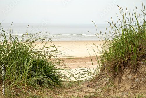 Scenic Pathway to the Beach Through Sandy Dunes and Coastal Grass
