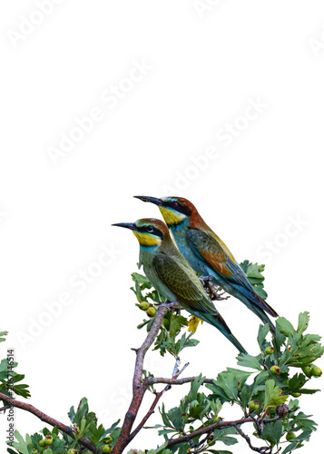 European bee-eater birds perched on a leafy branch isolated against white background with wildlife colorful isolated background portrait