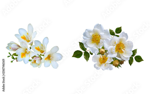 Two clusters of white flowers with yellow centers isolated on plain white background blooming botanical isolated background beautiful
