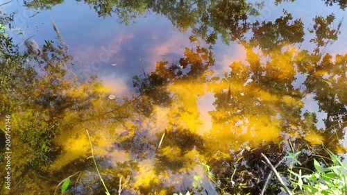 John Chesnut Sr park close to Lake Tarpon. Lake Tarpon is the largest freshwater lake in the Tampa Bay area, covering over 2,500 acres. Located in Pinellas County near Tarpon Springs and Palm Harbor