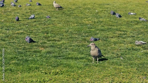 Seagulls-Pigeons in grassy park in Sydney, Cape Breton, Canada 