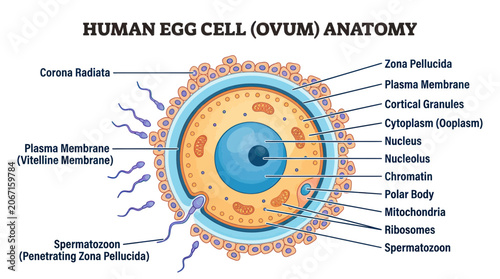 Foto Human Egg Cell (Ovum) Anatomy Illustration with Spermatozoa Fertilization