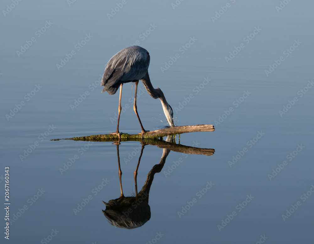 Obraz premium Crane by a lake