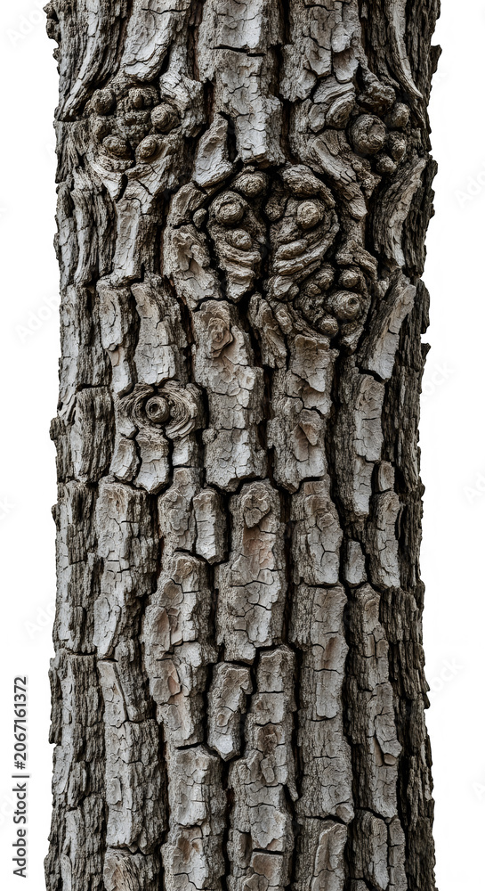 Fototapeta premium Close-up of tree bark with face pattern
