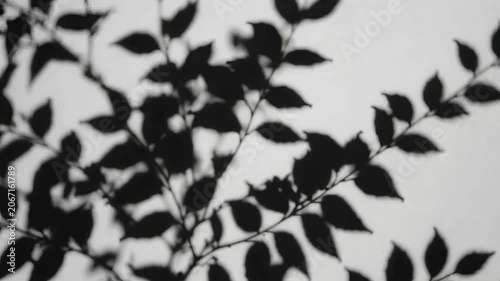 Delicate Branch and Leaf Shadows Moving Across White Background Soft Diffused Light Black and White Loop