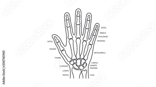 Konstfotografi Anatomical Illustration of Human Hand Skeleton with Labels