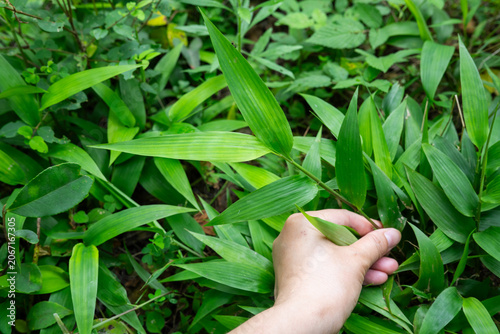 Hand-picked wild Chinese medicinal herb, light bamboo leaves