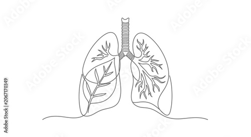 Continuous line drawing of human lungs with branches, symbolizing health and breathing, minimalist medical illustration.