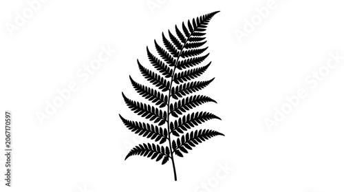 Fotografie Fern leaf silhouette showing detailed botanical frond structure