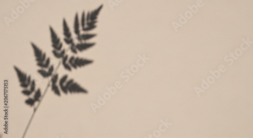 Soft Shadow of a Fern Leaf on a Textured Beige Background for a Serene Aesthetic