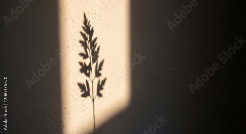Delicate Plant Shadow on Textured Wall Bathed in Golden Sunlight with Airborne Dust