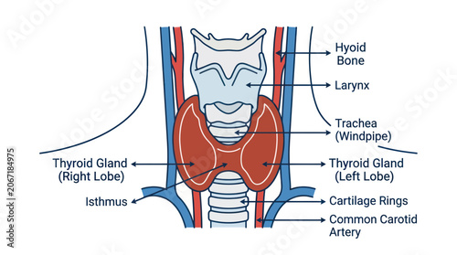 Cuadro en lienzo Anatomical illustration of the human thyroid gland and surrounding structures