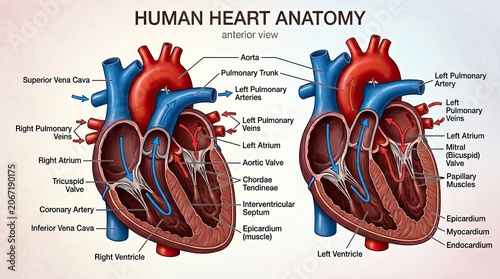 anatomy of human organs
