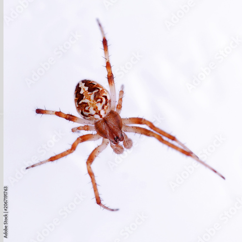 Bild auf Leinwand an orb weaver spider macro