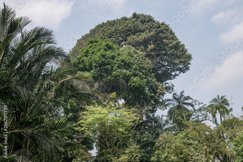 Billede på lærred A tall emergent tree rises above layered tropical canopy, symbolizing leadership
