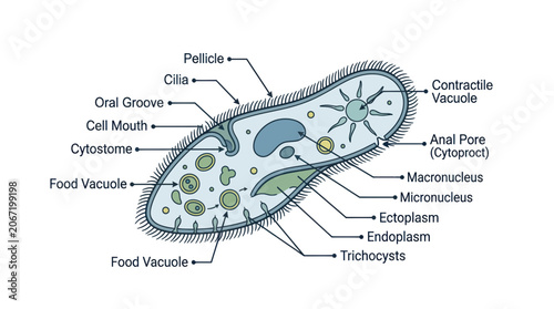 Foto Detailed illustration of Paramecium, a single-celled protozoan organism