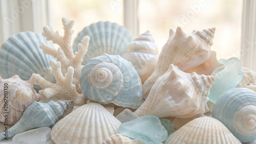 seashells on a white background