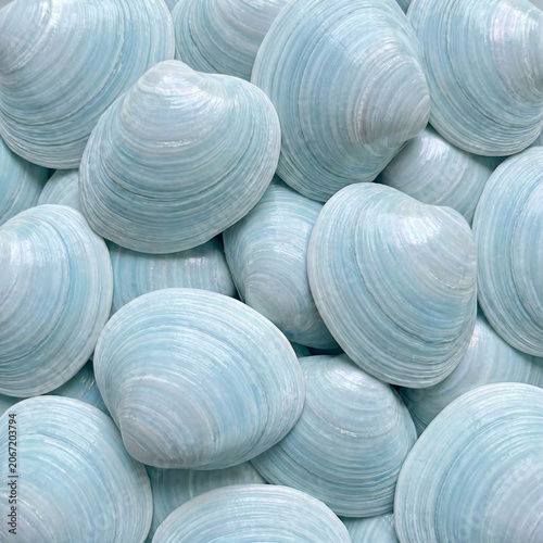 background of shells
