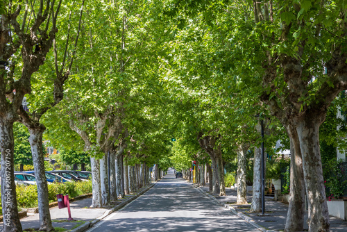 Obraz na płótnie Sunny tree-lined avenue in Italian town
