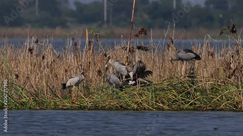 The video shows a group of black and white long-billed birds in a natural wetland.