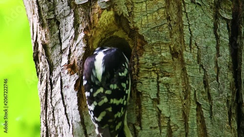 Female hairy woodpecker feeding grub to chicks in cavity nest